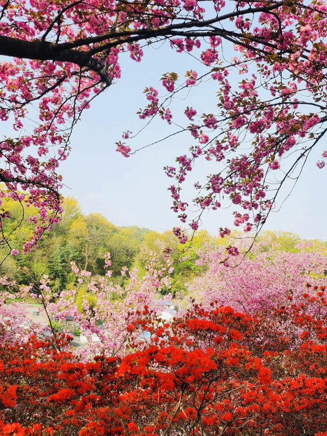 Wansan Chilbong Flower Garden: A Double Cherry Blossom Delight 🌸🌸