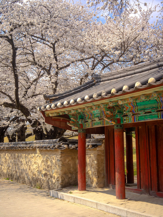 Gyeongju:The Ultimate Spring Destination 