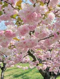 Where Petals Meet Poetry: Cherry Blossoms in Hangzhou