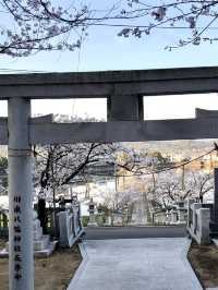 Cherry Blossoms in Full Bloom at Ryuo Park