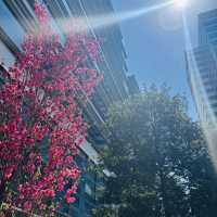 I Couldn’t Believe This Was in Tokyo… Until I Took a Spring Stroll Through Nakano Central Park!