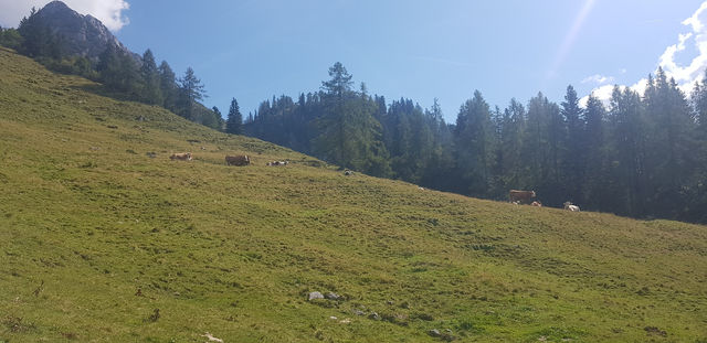 🚠 Gosaukammbahn – 고사우 호수를 내려다보는 최고의 뷰포인트