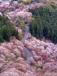 Yoshinoyama: Japan’s Sacred Mountain of a Thousand Blossoms