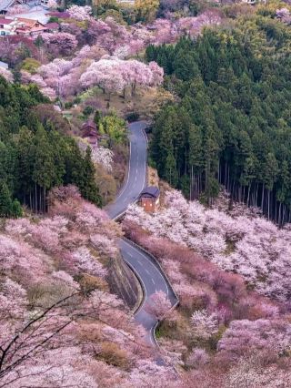 Yoshinoyama: Japan’s Sacred Mountain of a Thousand Blossoms