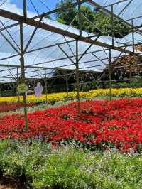 🍓 A Sweet Retreat at Genting Strawberry Leisure Farm!