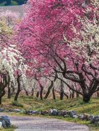 Iina Plum Orchard Guide 🌸