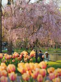Petal Promenade: Springtime in Boston Public Garden