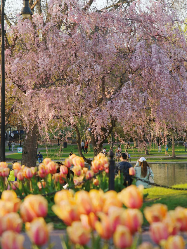 Petal Promenade: Springtime in Boston Public Garden