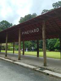 A Cozy Lunch in Nature at Pineyard, Genting Highlands