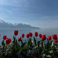 Cherry Blossoms by Lake Geneva: A Stunning Spring Spectacle
