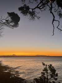 澳洲🦘Sunshine Coast - Tea tree