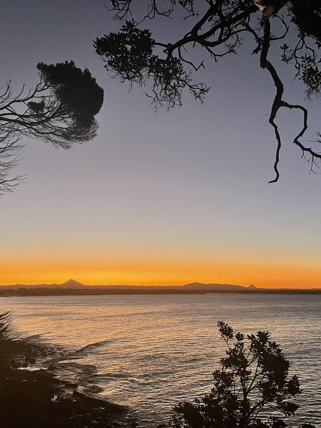 澳洲🦘Sunshine Coast - Tea tree