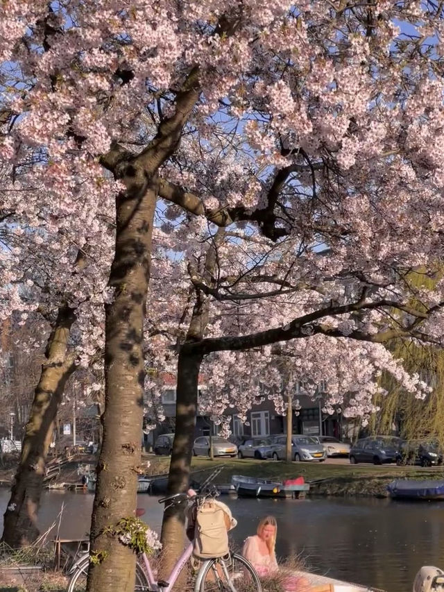 🇳🇱 Amsterdam’s Sakura by the Canal｜A Once-in-a-Springtime Encounter
