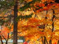 🍁 錦の渓谷！「定山渓温泉」の紅葉は圧巻の美しさ