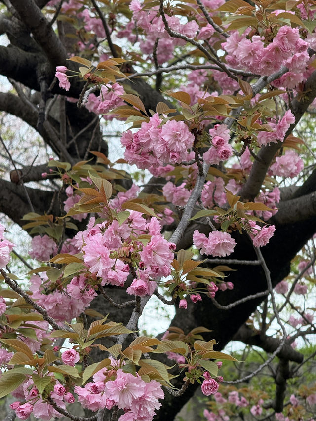 Osaka Castle