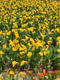 #桃園彩色海芋季-桃園市大園區