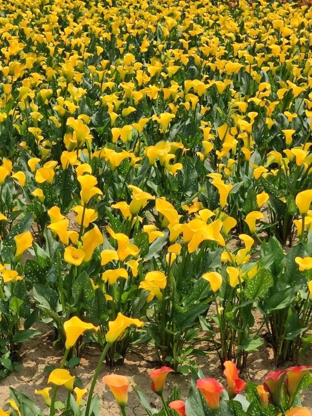 #桃園彩色海芋季-桃園市大園區