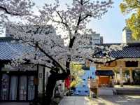 大阪道頓堀15分鐘的私房賞櫻景點---高津宮&高津公園