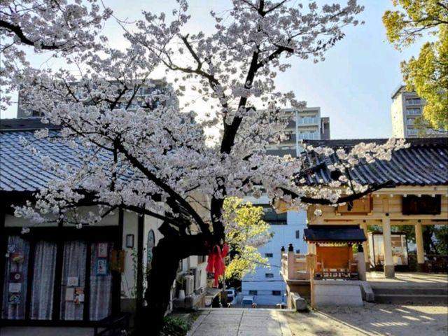 大阪道頓堀15分鐘的私房賞櫻景點---高津宮&高津公園