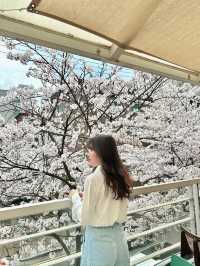 🌸首爾櫻花之旅🌸🇰🇷