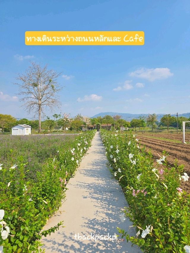 Bliss & Bloom Cafe ทุ่งดอกไม้ ใน Verona ทับลาน🌸
