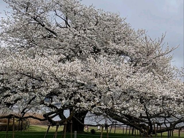 Mountain Air, Lake Views, and Sakura Feels