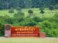 ซาฟารีกลางป่าไทยในอุทยานแห่งชาติกุยบุรี