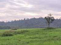 เขตรักษาพันธุ์สัตว์ป่าภูเขียว