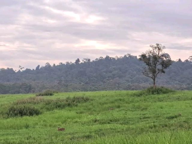 เขตรักษาพันธุ์สัตว์ป่าภูเขียว