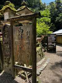 「鹿に会いに行くだけじゃ、もったいない🇯🇵✈️🌏