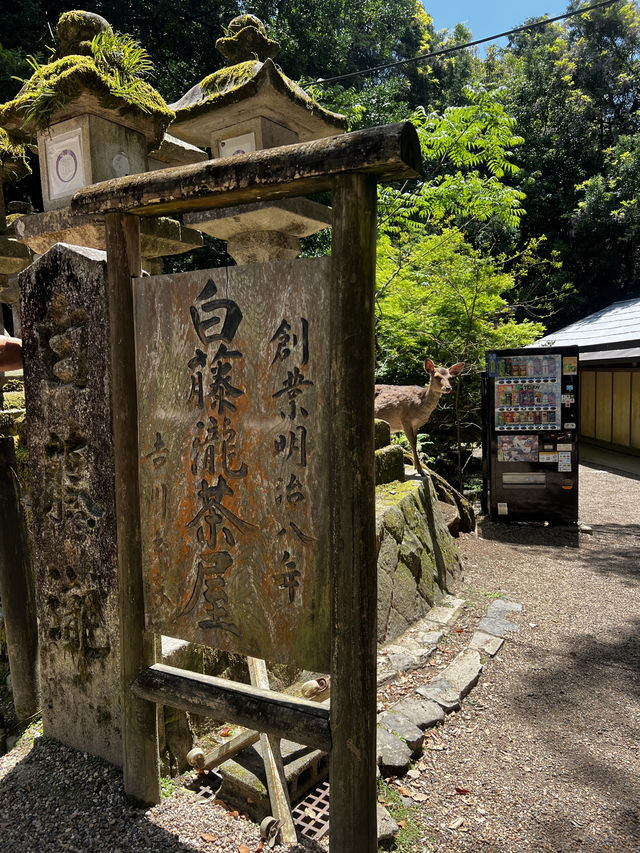 「鹿に会いに行くだけじゃ、もったいない🇯🇵✈️🌏