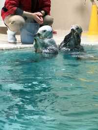 日本ではここにしかいないラッコ　鳥羽水族館