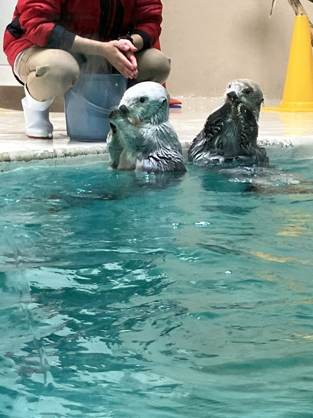 日本ではここにしかいないラッコ　鳥羽水族館