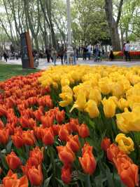Magical Spring Journey Through Istanbul's Tulip Parks