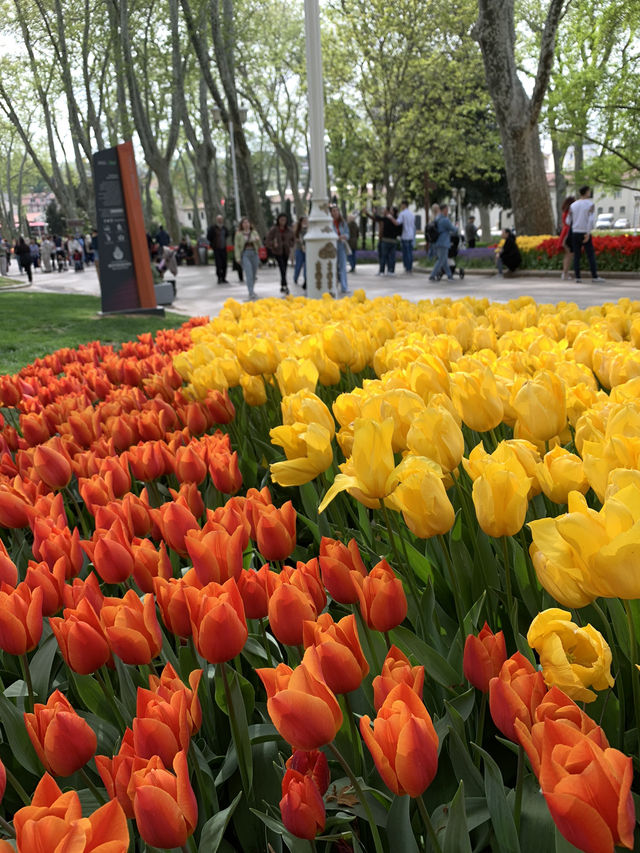 Magical Spring Journey Through Istanbul's Tulip Parks