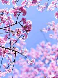 Matsuda Cherry Blossom: A Soft Symphony of Spring