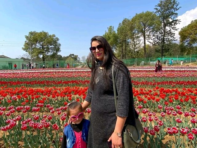 Title: A Symphony of Colors: Experience the Magic of Srinagar's Tulip Garden