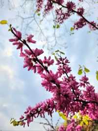 Xihu Park in Spring