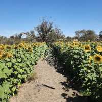 PetTeet Park: First Ever Sunflower Festival*