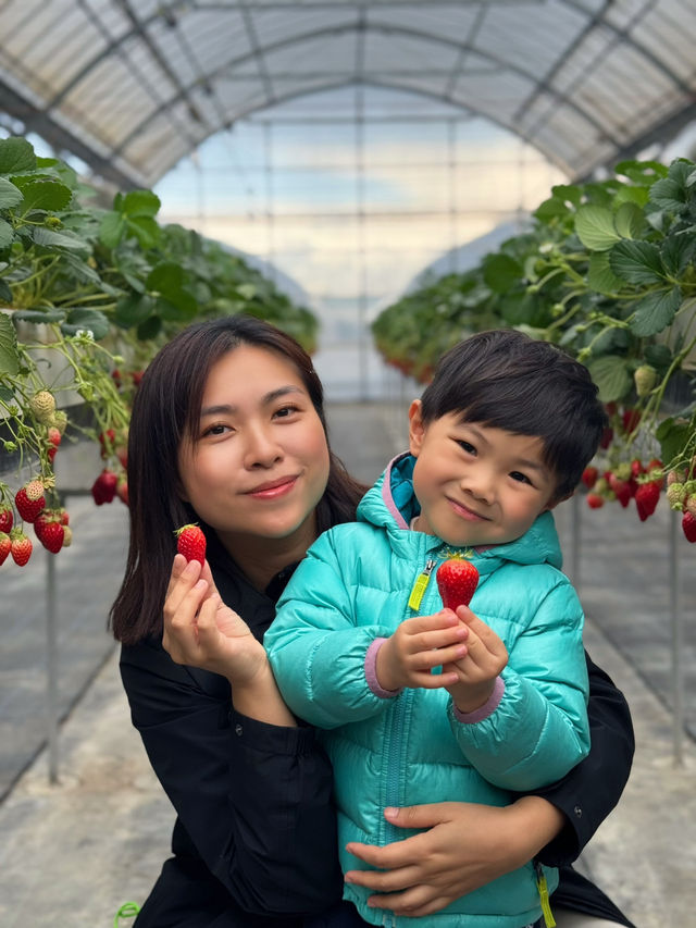 #大阪京都 50分鐘即摘即食🍓放題食到飽😍大滿足❣️ 