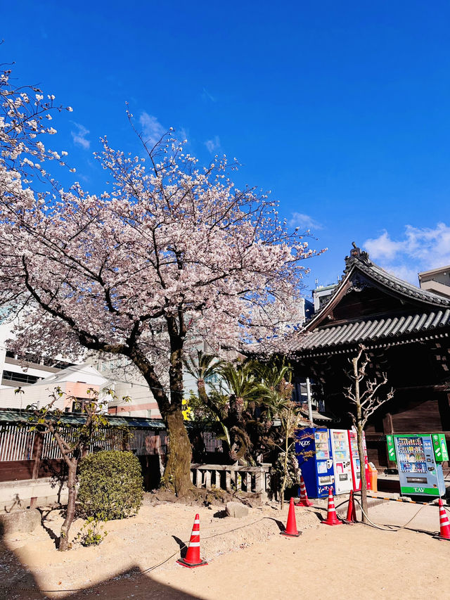A Pocket of Poetry: Kushida Shrine’s Intimate Sakura Magic 