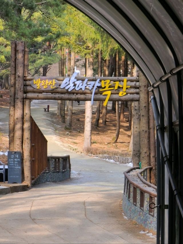동물,숲 그리고 사랑하는마음_용평에니포레