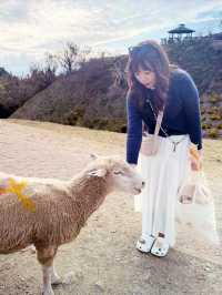A Day at Qingjing Farm — Up Close with the Fluffy Sheep!