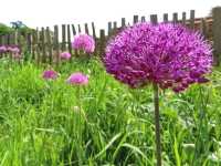 Sunshine, Secrets, and Blooms at Calke Abbey – A National Trust Gem