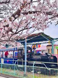 Blossoms and Bunnies: A Springtime Delight at Kōno Park 