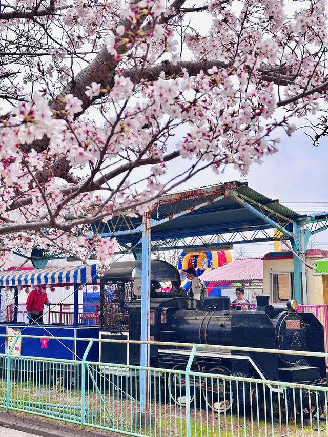 Blossoms and Bunnies: A Springtime Delight at Kōno Park 