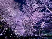 石村湖賞夜櫻🌸