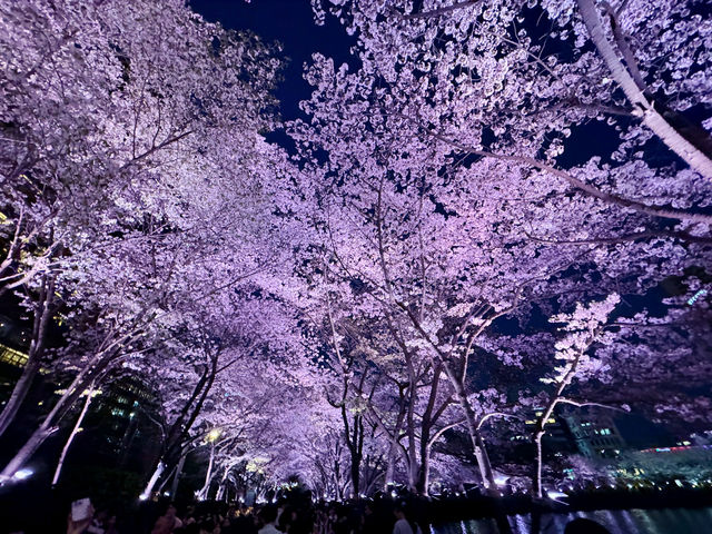 石村湖賞夜櫻🌸