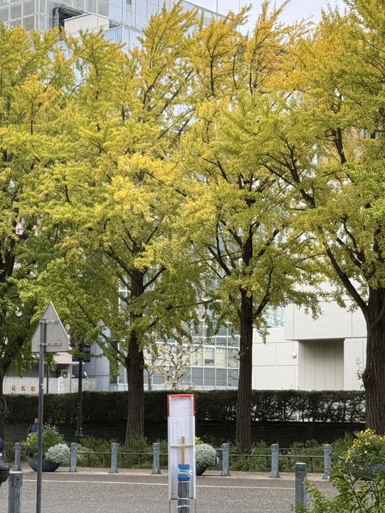 日本大通り（Nihonodori）：横浜の歴史と美しさが交差するクラシックストリート