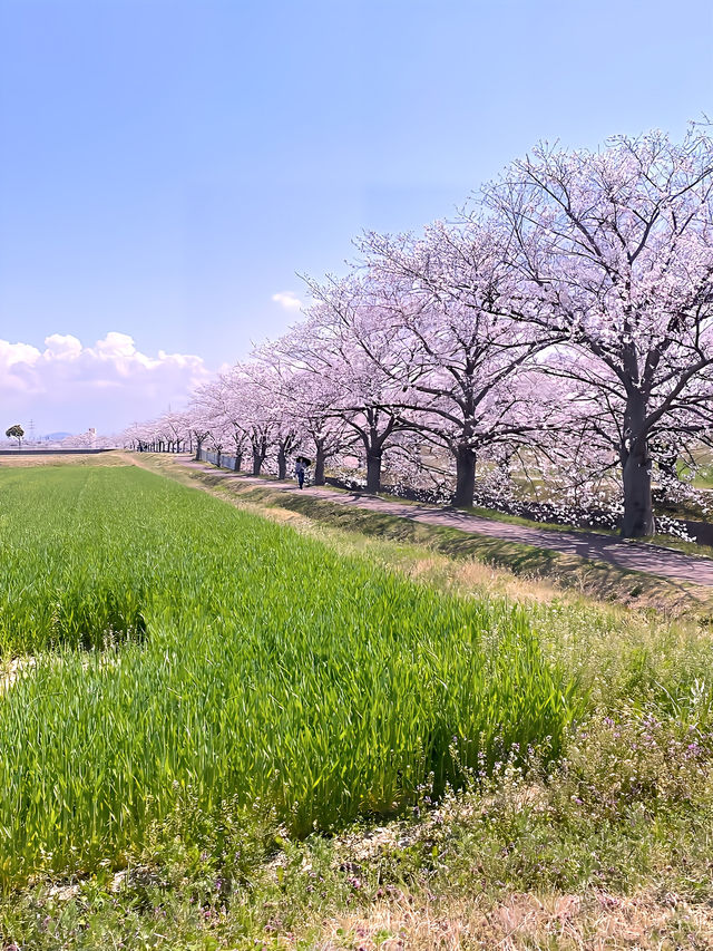 ┃兵庫稲美町┃1キロ続く曇川の桜